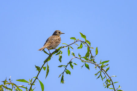 A Meadow Pipit sitting on small twig, sunny day in summer, northern France