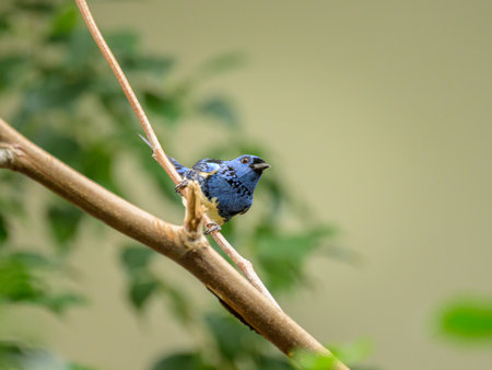 A Turquoise Tanager sitting on a branch in a zoo