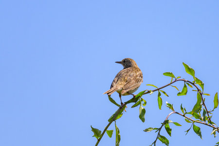 A Meadow Pipit sitting on small twig, sunny day in summer, northern France