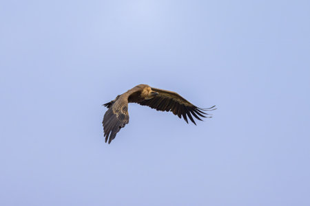 One griffon vulture (Gyps fulvus) flying in front of blue sky, sunny day in springtime, Cres...