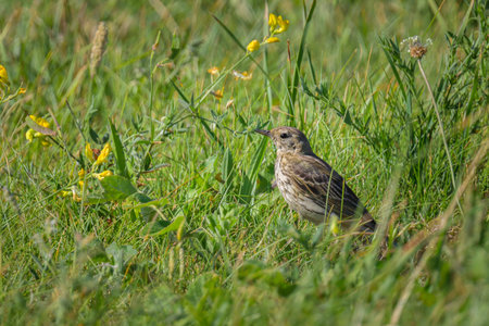 A Meadow Pipit standing in a meadow, sunny day in summer, northern France
