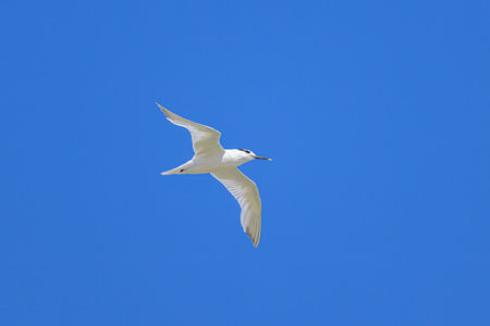 A sandwich tern in flight blue sky, sunny day in summer, northern France