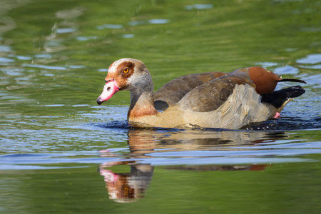 A Egyptian Goose swimming on a lake, sunny day in springtime, Austria