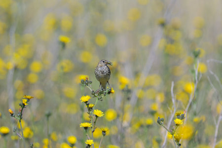 A Meadow Pipit standing in a meadow with yellow flowers, sunny day in summer, northern Franceの写真素材