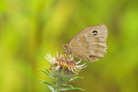 A Dryad butterfly (Minois dryas) resting on a flower, sunny day in autumn, Vienna (Austria)の写真素材