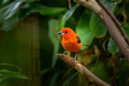 A Brazilian Tanager sitting on a branch, green leaves in the background