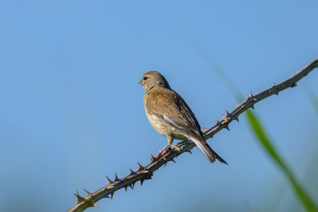 A Common Linnet sitting on a small twig, sunny day in summer, northern France