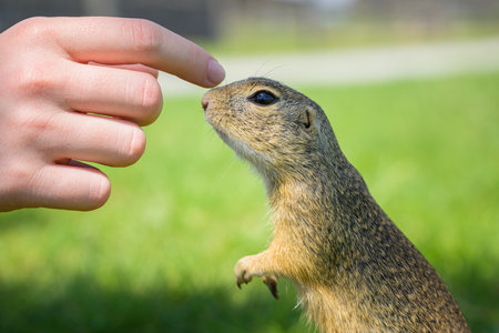 A European ground squirrel (Spermophilus citellus) in a green meadow in spring (Austria), exploring...