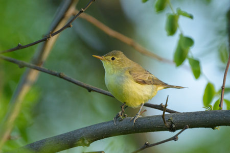 An Icterine Warbler sitting on a branch, sunny morning in springtime, Austria