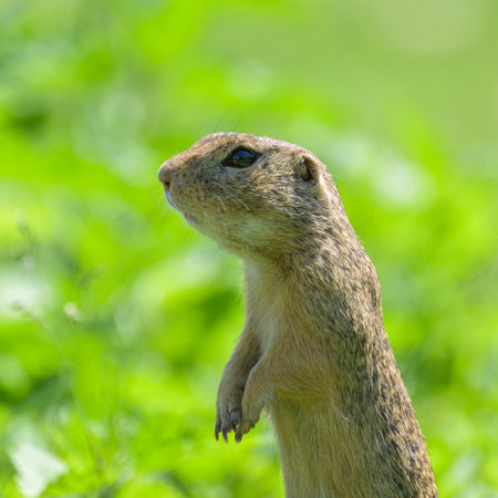 A European ground squirrel (Spermophilus citellus) in a green meadow in spring (Austria)