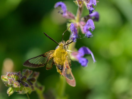 a broad bordered bee hawk moth (Hemaris fuciformis) feeding on a blue flower (Salvia pratense) in a forest in springtimeの写真素材