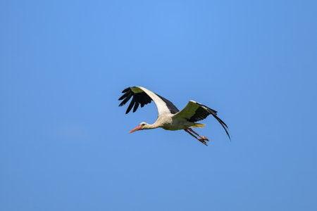 A White Stork in flight on a sunny day in springtime, blue sky, Lower Austria