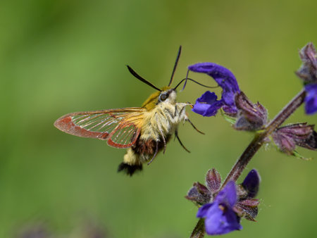 a broad bordered bee hawk moth (Hemaris fuciformis) feeding on a blue flower (Salvia pratense) in a forest in springtimeの写真素材