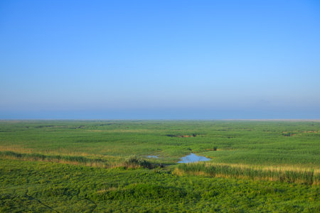 Lake Neusiedl Seewinkel National Park on a sunny morning in springtime, reed, blue skyの写真素材