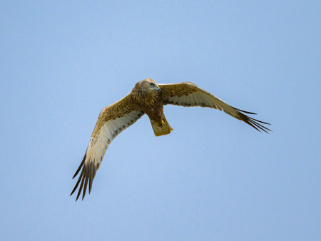 A Western Marsh Harrier flying on a sunny day in springtime, blue skyの写真素材