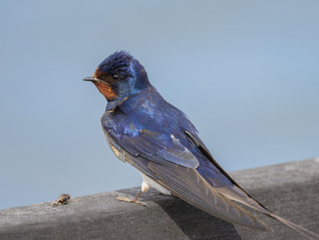 A Barn swallow resting on a fence, sunny day in summer in Germany