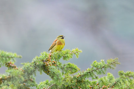 A Cirl Bunting sitting on a green bush, cloudy day in springtime, Cres (Croatia)