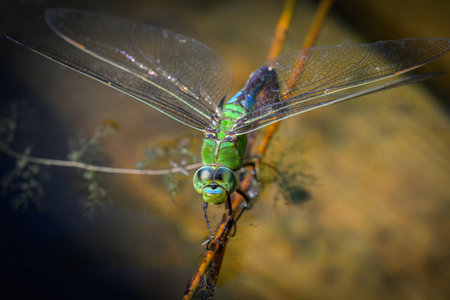 A blue emperor dragonfly laying eggs into the water, sunny day in springtime, Vienna (Austria)の写真素材
