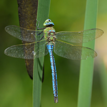 An emperor dragonfly (Anax imperator) resting on a plant, sunny day in springtime, Vienna (Austria)の写真素材