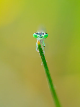 A common bluetail damselfly (Ischnura elegans) resting on a grass, sunny day in summer, Vienna...