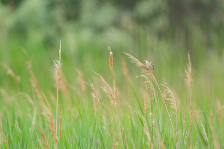 A Sedge Warbler sitting on a plant, cloudy day in summerの写真素材