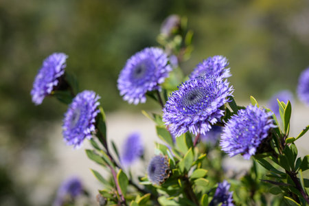A flowering Shrubby Globularia (Globularia alypum) on a sunny day in early springtime, Les Alpilles (France)の写真素材