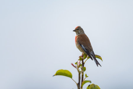 A male Common Linnet sitting on a small twig, cloudy day in summer in northern Germany