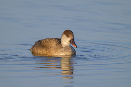 A female red crested Pochard swimming in the water, sunny morning in springtime, Austriaの写真素材
