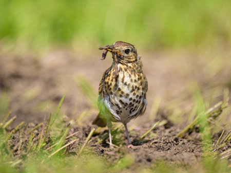 A Song Thrush looking for food on the ground, sunny day in summer in northern Germanyの写真素材