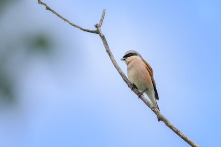 A male Red Backed Shrike sitting on a bush, sunny day in springtime in Austriaの写真素材