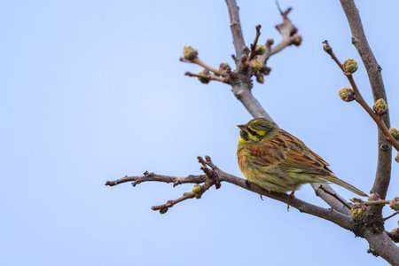 A Cirl Bunting sitting on a small twig, cloudy day in springtime, Cres (Croatia)の写真素材
