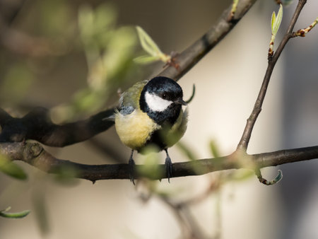 A great tit (Parus major) sitting on a twig, sunny day in springtime, Vienna Austriaの写真素材