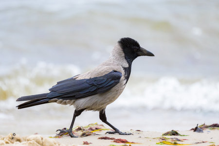 A carrion crow walking eating on the ground, beach on RÃ¼gen (Germany) on a coudy day in summerの写真素材
