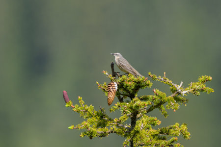 A Water Pipit singing on top of a tree, sunny day in springtime in the Austrian Alpsの写真素材