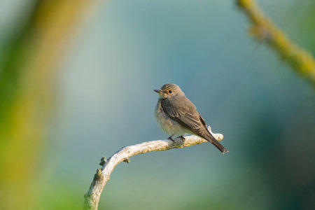 A Spotted Flycatcher sitting on a tree, sunny morning in summer, Austriaの写真素材