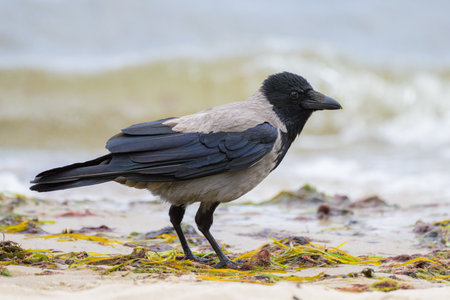 A carrion crow walking eating on the ground, beach on RÃ¼gen (Germany) on a coudy day in summer