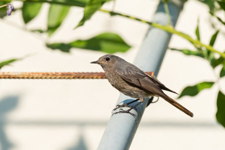 A black redstart sitting on an iron tube, green background, sunny dayの写真素材