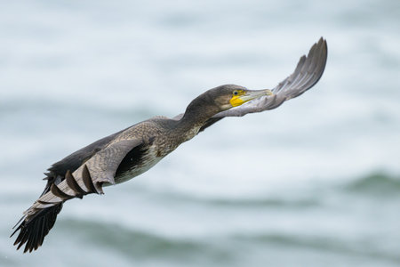 A Great Cormorant flying over the sea, cloudy day in summer, Sellin (Ruegen, Germany)