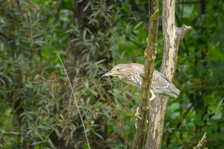 A juvenile night heron (Nycticorax nycticorax) sitting on branches near the water, cloudy day in...