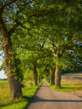 An oak avenue on a sunny morning in summer near Sellin (island Ruegen, Germany)の写真素材