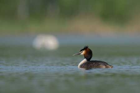 Portrait of a great crested grebe swimming on a lake, sunny day in Austriaの写真素材