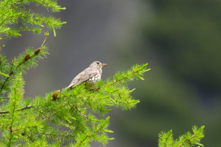A Mistle Thrush sitting on a branch, cloudy day in summer, Austrian Alpsの写真素材