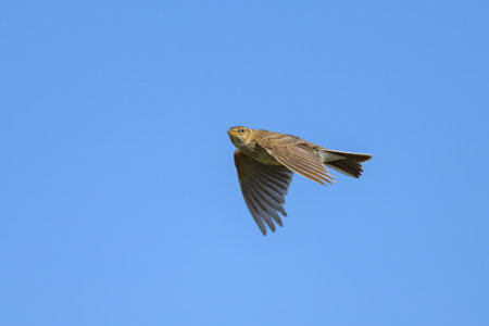 A Eurasian Skylark in flight blue sky, sunny day in summerの写真素材