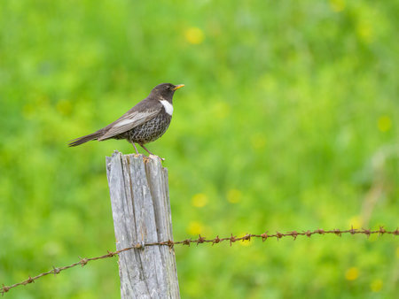 A Ring Ouzel standing on a wooden fence pole, food in bill, sunny day in summer in the Alpsの写真素材