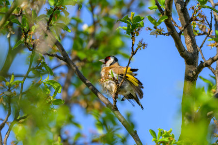 A European Goldfinch (Carduelis carduelis) sitting on a bush, sunny day in springtime, Vienna (Austria)の写真素材