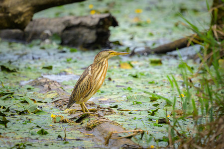 A Little Bittern standing on a log in the water, springtime in Austriaの写真素材
