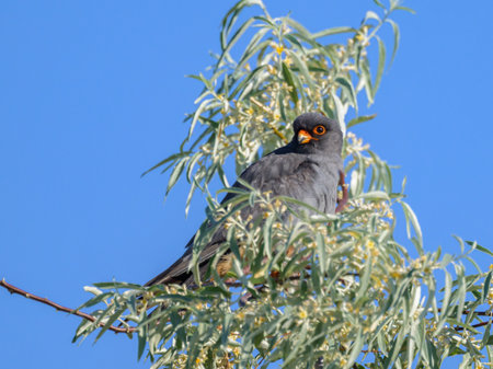 A male Red footed falcon sitting on top of a tree, sunhy day in springtime, blue sky (Austria)の写真素材