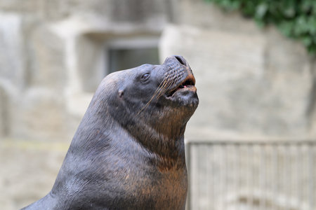 Portrait of a male southern sea lion (Otaria flavescens) in an austrian zooの写真素材