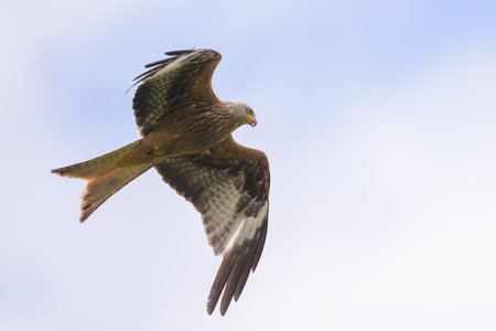 A Red Kite in flight on a cloudy day in summerの写真素材