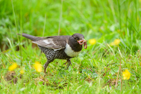 A Ring Ouzel standing in a meadow, food in bill, sunny day in summer in the Austrian Alpsの写真素材